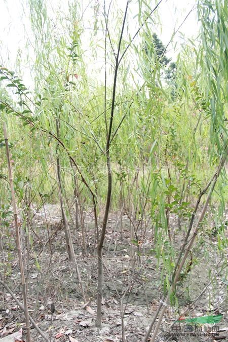 供應(yīng)垂柳 成都垂柳 垂柳工程苗 垂柳苗圃貨 垂柳苗木批發(fā)