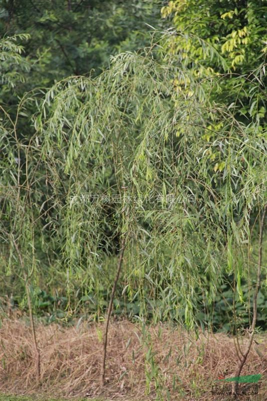 供應(yīng)垂柳 成都垂柳 垂柳工程苗 垂柳苗圃貨 垂柳苗木批發(fā)
