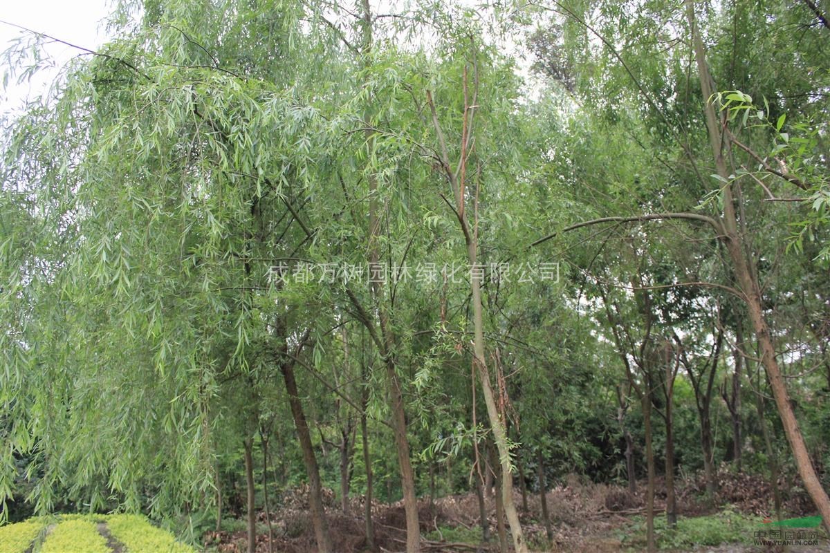 供應(yīng)垂柳 成都垂柳 垂柳苗木批發(fā) 垂柳價格 萬樹園林公司售