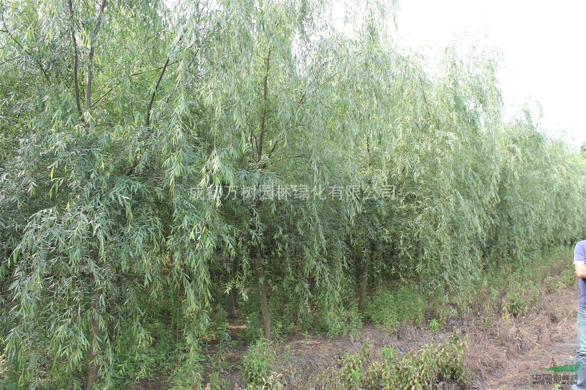 供應(yīng)垂柳 成都垂柳 垂柳苗木批發(fā) 垂柳價格 萬樹園林公司售