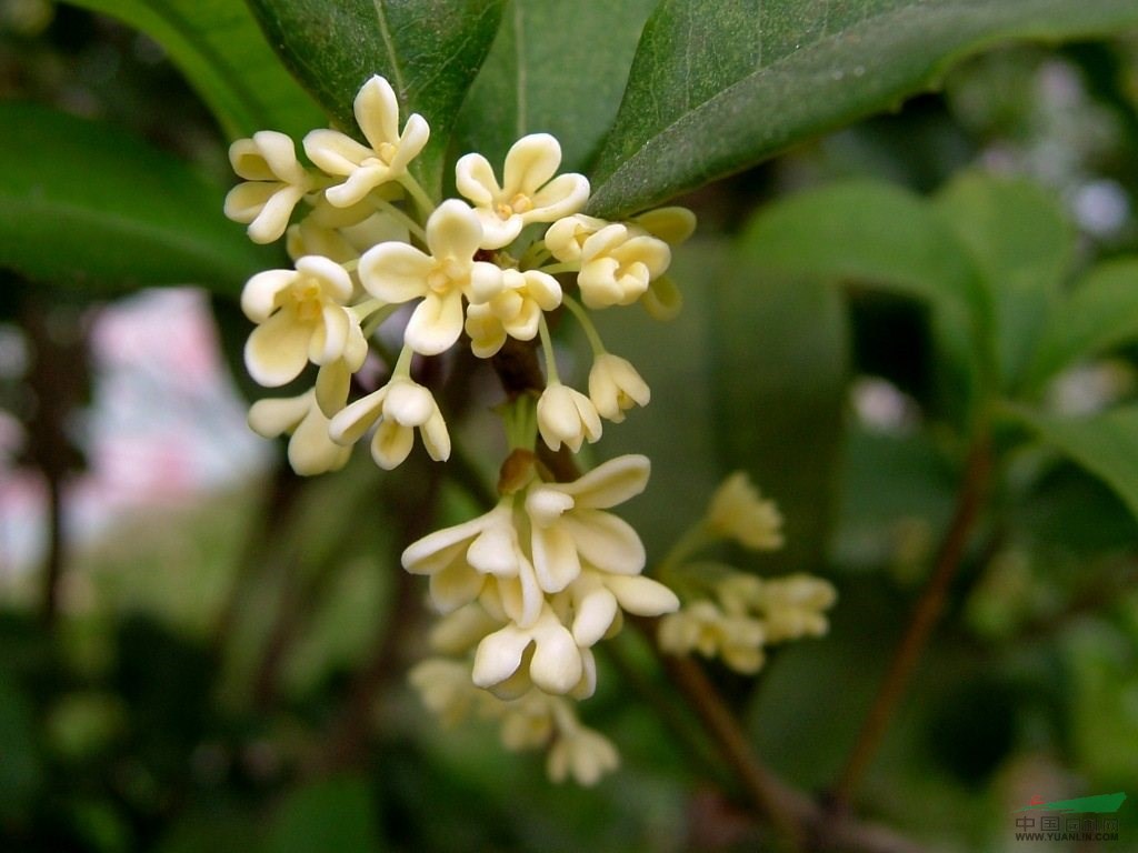 桂花基地,桂花小苗價格,桂花最新報價