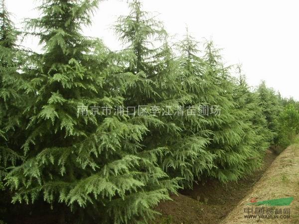 雪松   廣玉蘭 紅楓   供應(yīng)