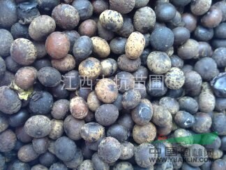 江西刨花楠種子原產(chǎn)地