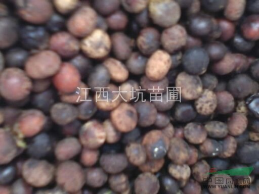 刨花楠種子，竹葉楠種子供應