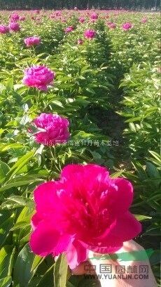 供菏澤芍藥400畝，鮮切花100萬支