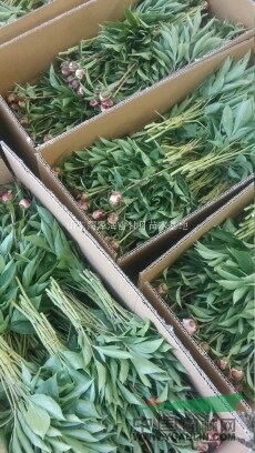 供菏澤芍藥400畝，鮮切花100萬支