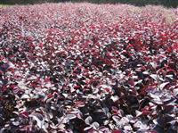 茶梅、杜鵑、紅花繼木