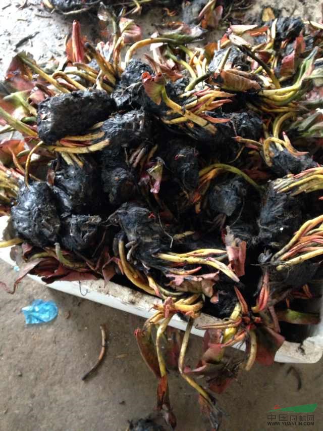 本苗圃有20多畝地被占用有8萬(wàn)棵睡蓮急售