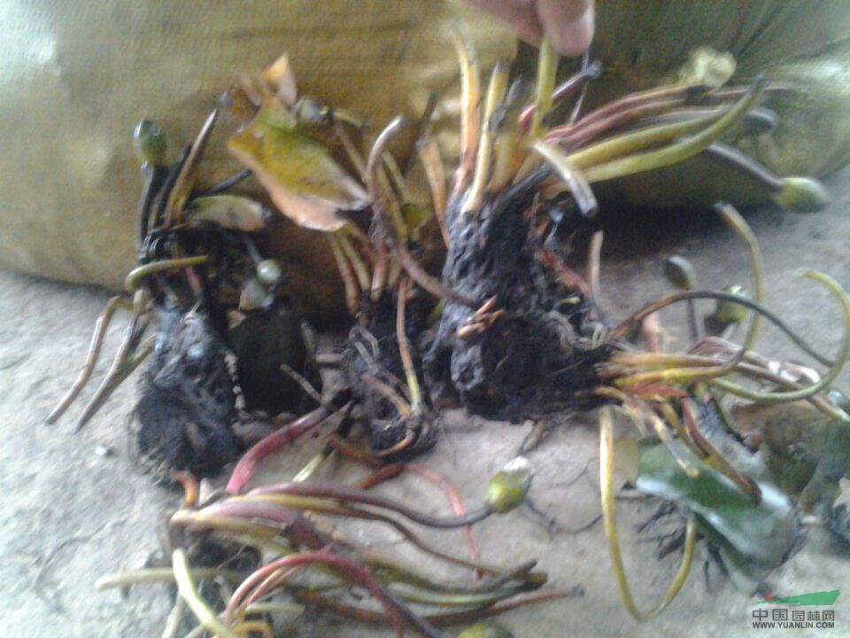本苗圃有20多畝地被占用有8萬(wàn)棵睡蓮急售