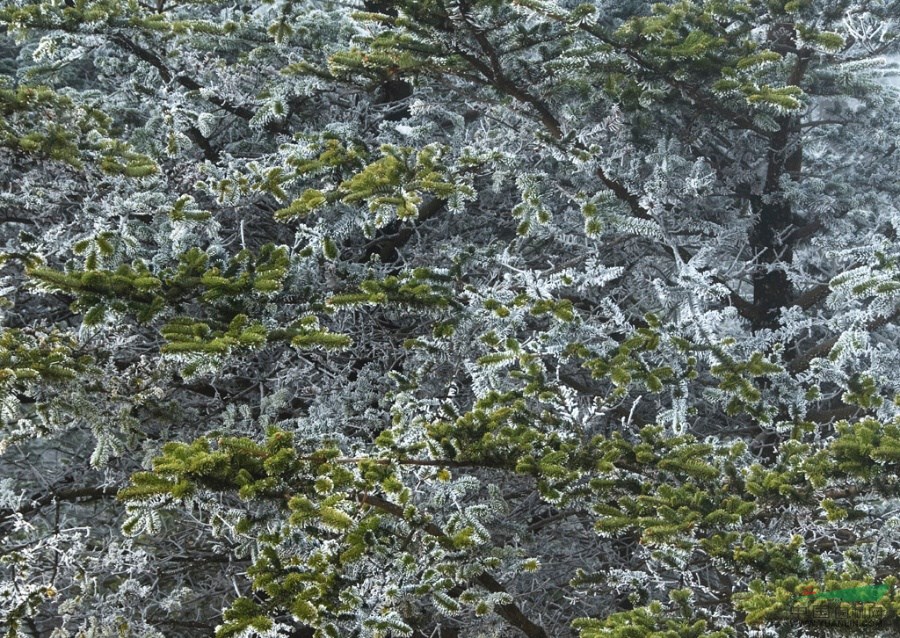 雪松基地，南京雪松價格 