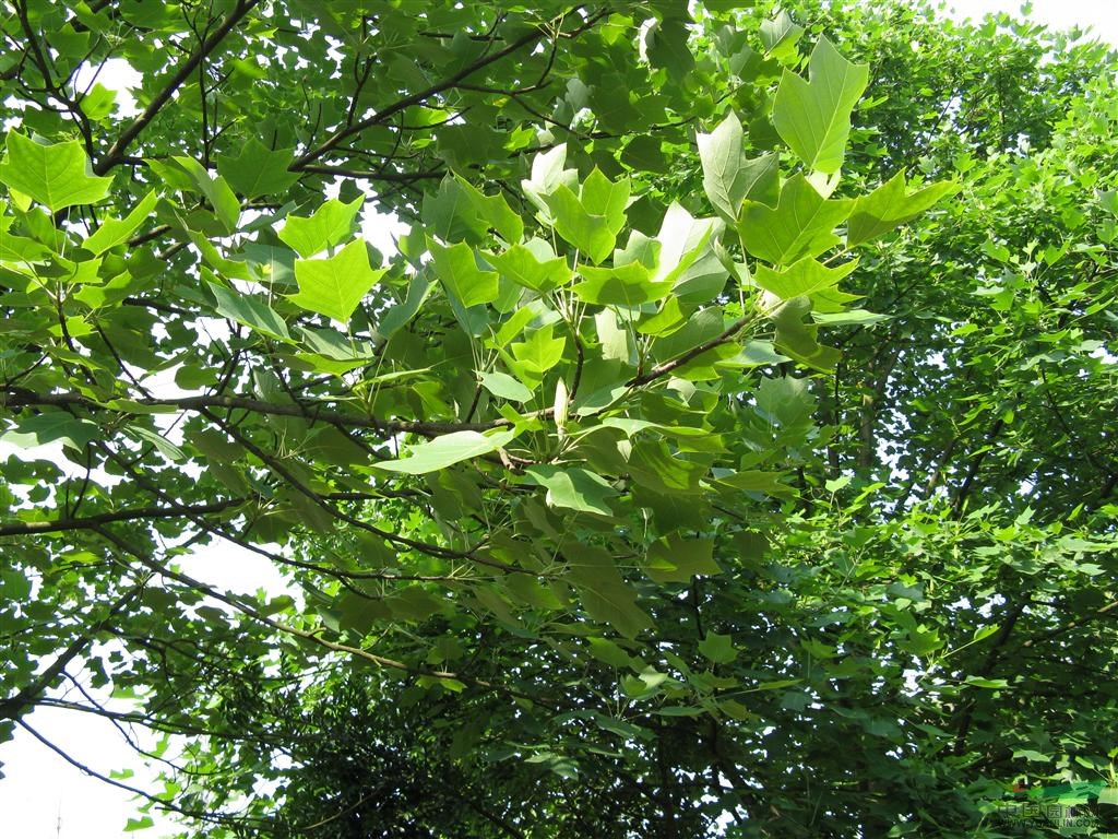 雜交馬褂木、馬褂木供應(yīng)基地 