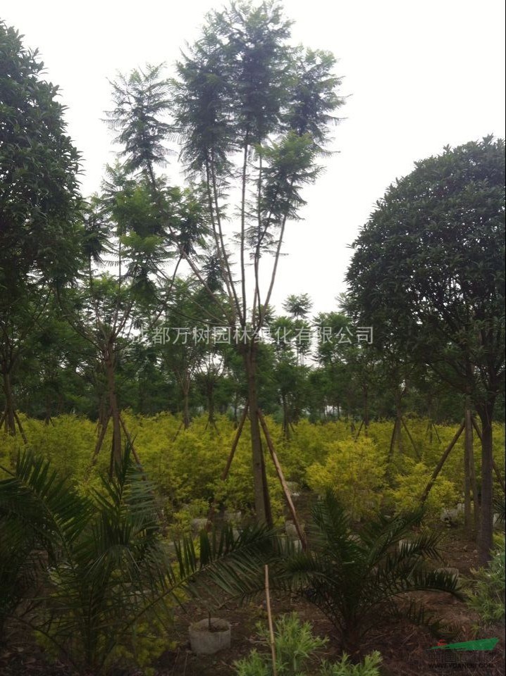 供應藍花楹 成都藍花楹 藍花楹行道樹  藍花楹價格 