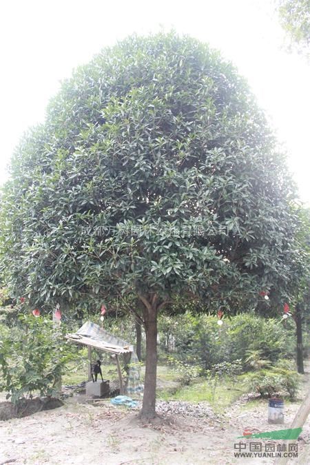 供應(yīng)桂花 成都桂花 桂花價(jià)格 桂花照片 桂花苗木批發(fā)