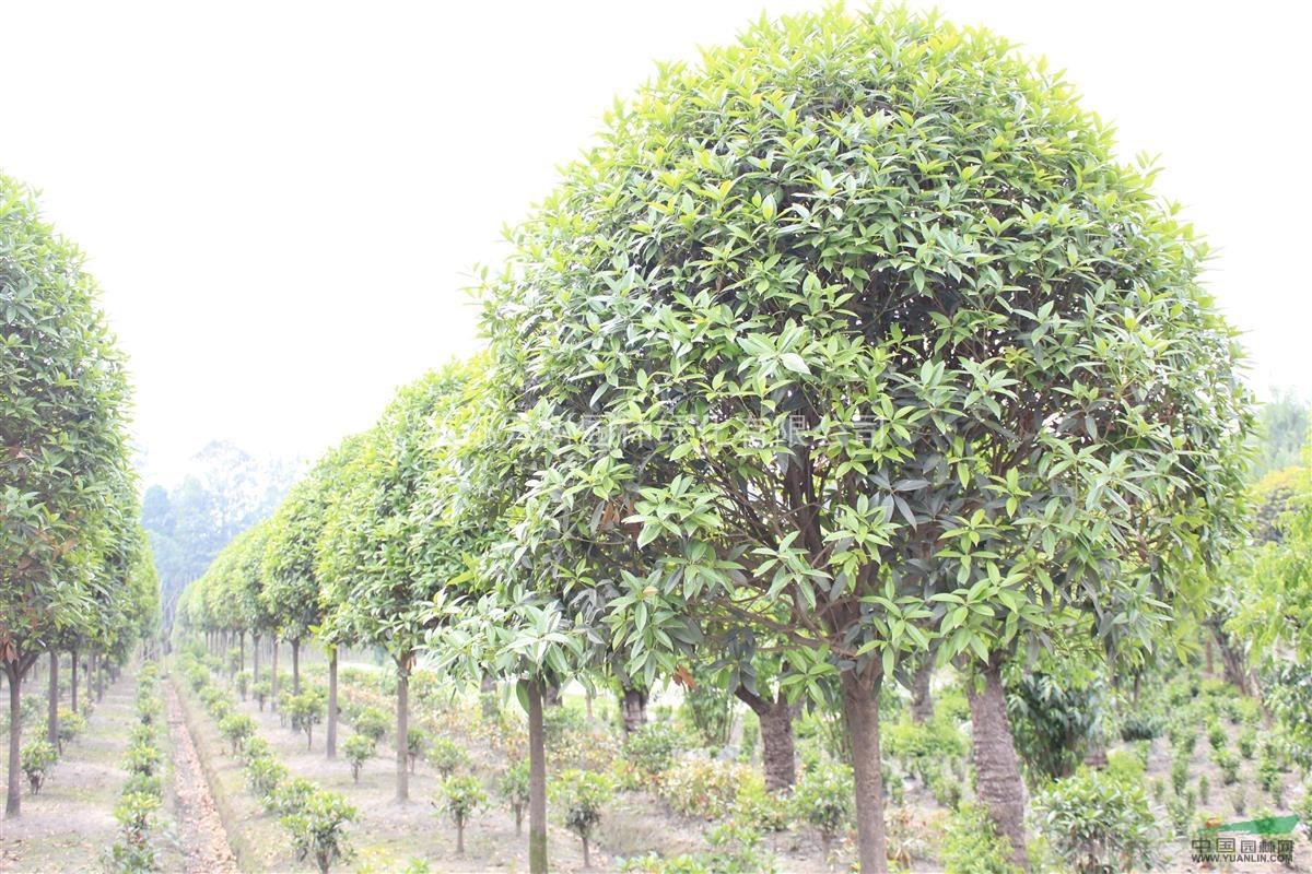 供應(yīng)桂花 成都桂花 桂花價(jià)格 桂花照片 桂花苗木批發(fā)