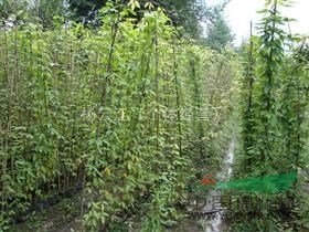 全國(guó)最大的牛馬騰種植基地