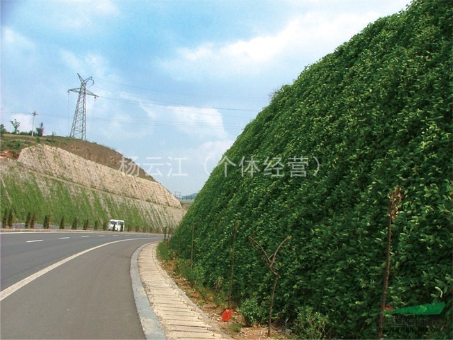 全國(guó)最大的牛馬騰種植基地