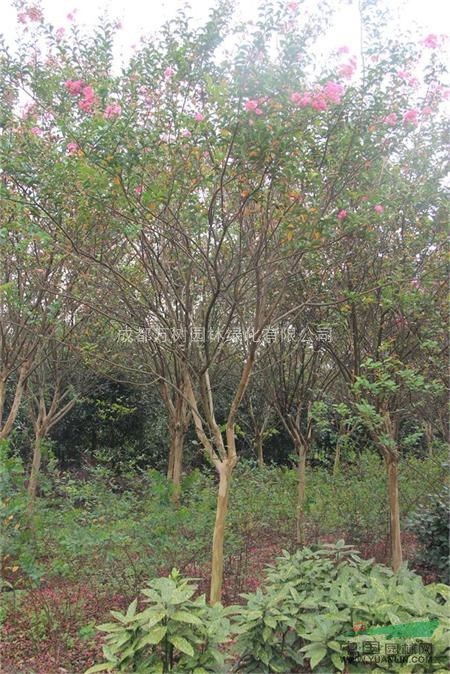 供應紫薇 成都紅花紫薇 紫薇價格 紫薇行道樹 萬樹園林公司售