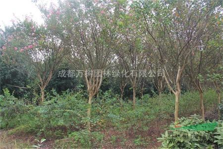 供應紫薇 成都紅花紫薇 紫薇價格 紫薇行道樹 萬樹園林公司售