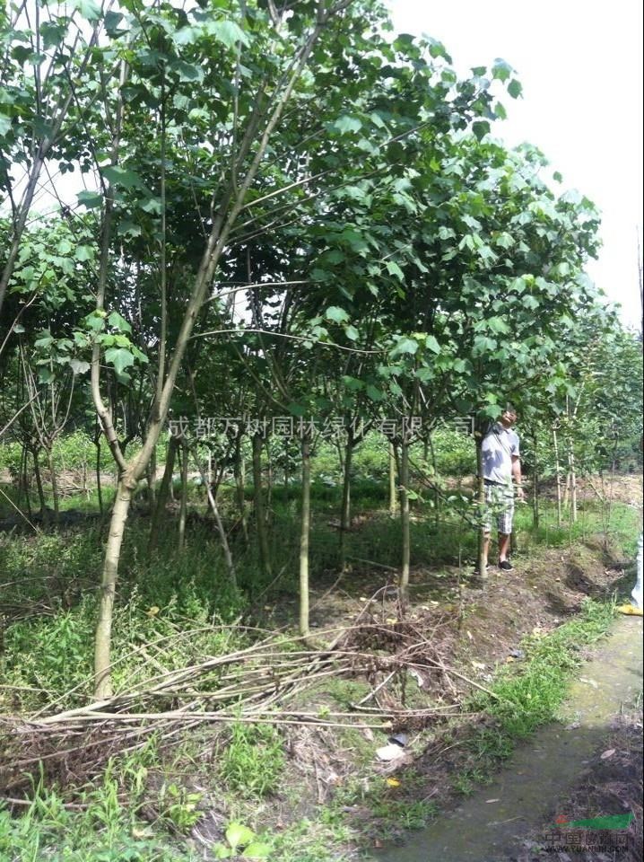 供應(yīng)木芙蓉 成都木芙蓉 木芙蓉綠化工程苗 木芙蓉照片