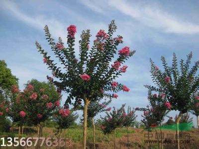 山東地區(qū)出售 正宗大紅花紫薇 品種純正