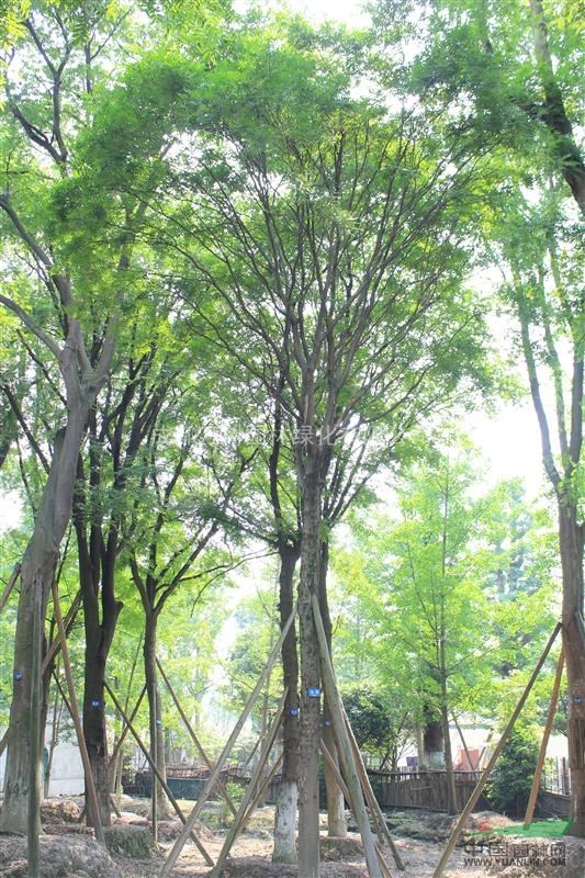 供應(yīng)樸樹 樸樹工程苗 樸樹苗圃貨 樸樹好樹形 樸樹照片