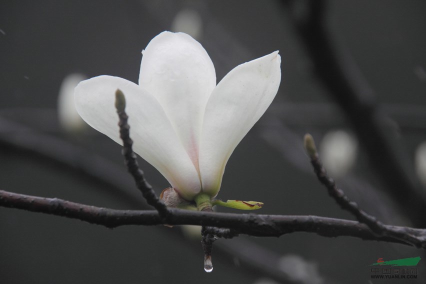 廣玉蘭價(jià)格,南京廣玉蘭價(jià)格信息