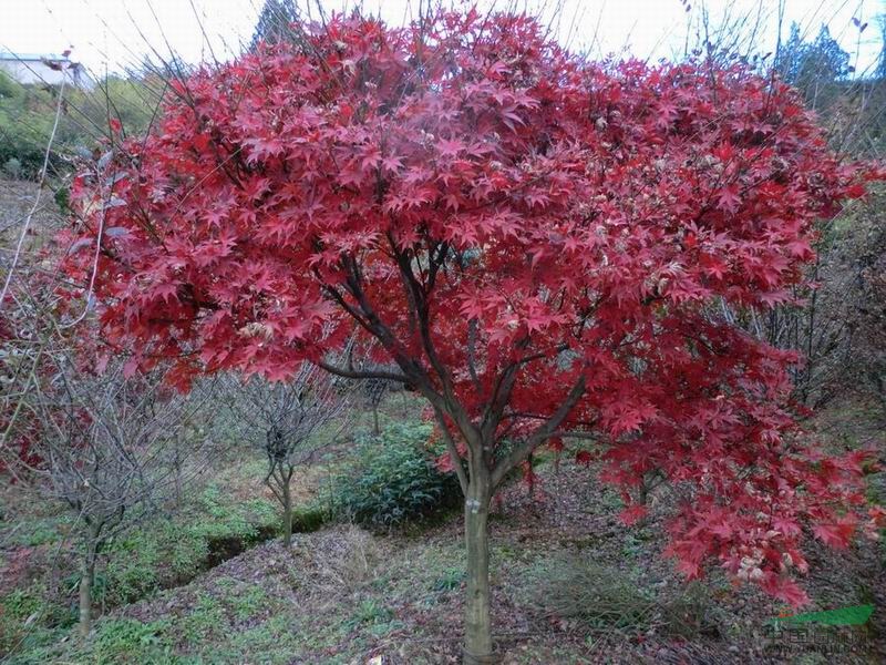 美國紅楓價(jià)格、美國紅楓最新報(bào)價(jià) 