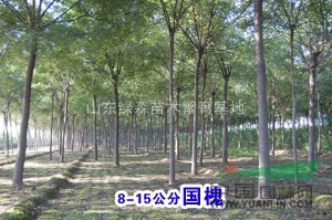 供...毛白楊千頭椿國槐法桐垂柳白臘合歡榆樹