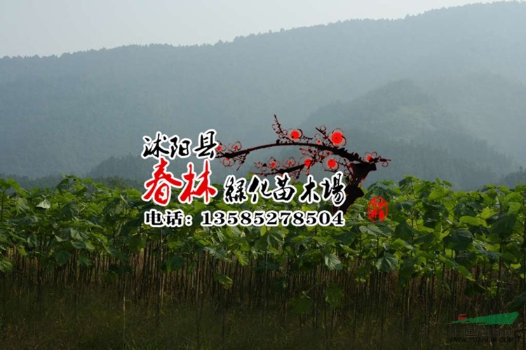 批發(fā) 泡桐-蘇桐3號(hào)，泡桐苗，泡桐 泡桐樹苗 根等綠化喬木