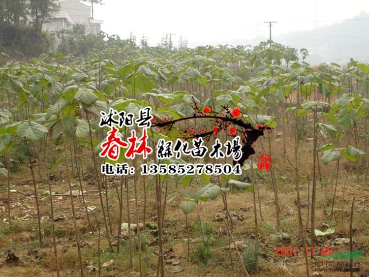 批發(fā) 泡桐-蘇桐3號(hào)，泡桐苗，泡桐 泡桐樹苗 根等綠化喬木