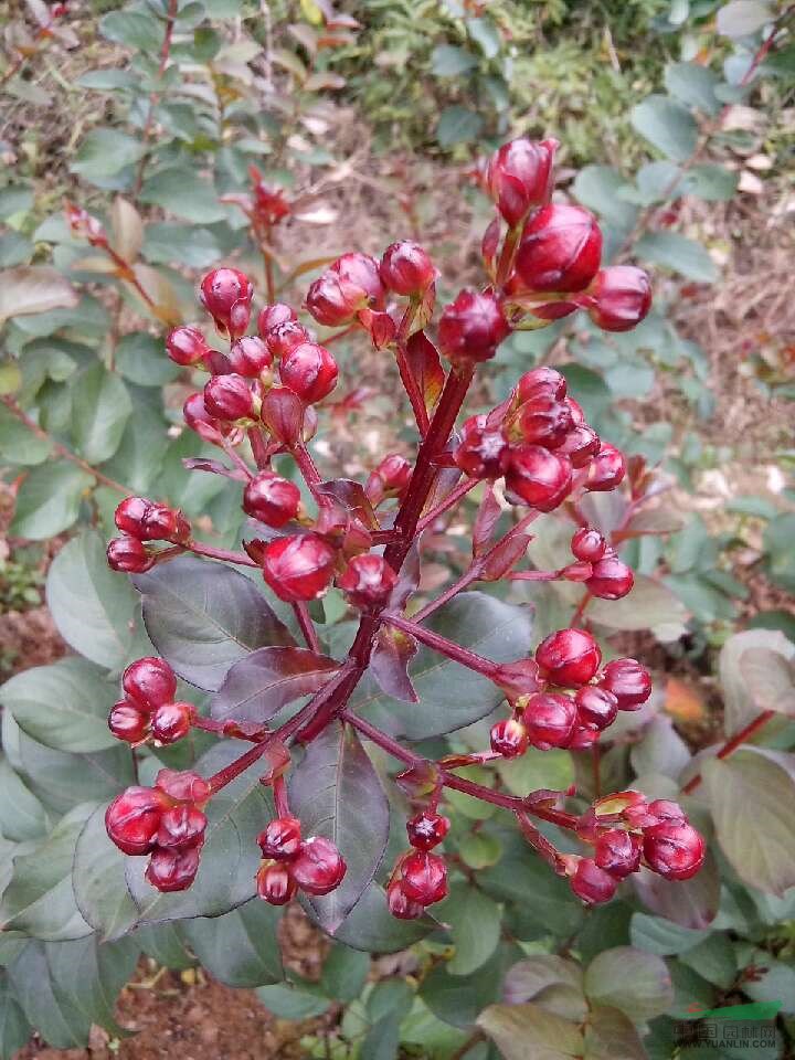 廣西美國(guó)紅火箭紫薇幼苗18介紹