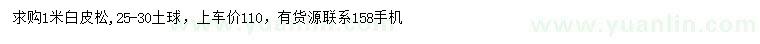 求購1米白皮松