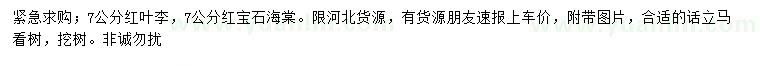 求購7公分紅葉李、紅寶石海棠