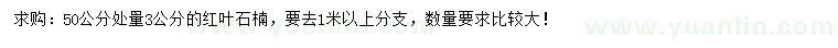求購50公分處量3公分紅葉石楠