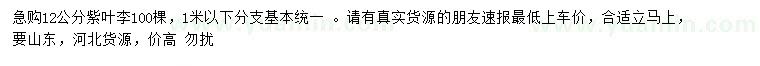 求購12公分紫葉李