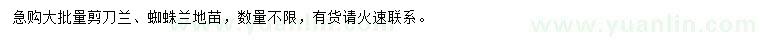 求購(gòu)剪刀蘭、蜘蛛蘭地苗
