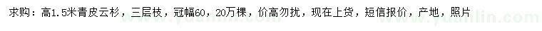 求購高1.5米青皮云杉