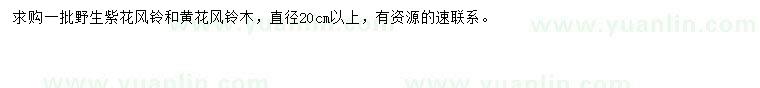 求購直徑20公分以上野生紫花風(fēng)鈴、黃花風(fēng)鈴木