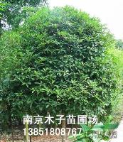 江蘇桂花*新報(bào)價(jià)/桂花圖片