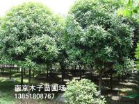 桂花1供應(yīng)/桂花1圖片