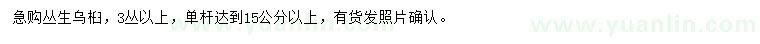 求購(gòu)3叢以上叢生烏桕