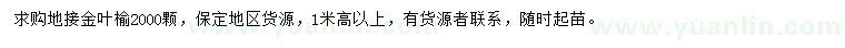 求購高1米以上地接金葉榆