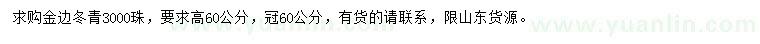 求購高60公分金邊冬青