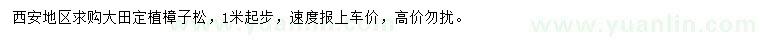 求購1米起步樟子松