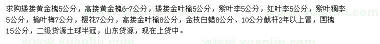 求購矮接黃金槐、金葉榆、紫葉李等