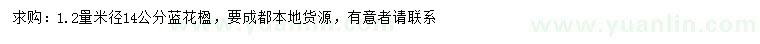求購米徑14公分藍(lán)花楹