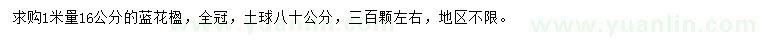 求購1米量16公分藍(lán)花楹