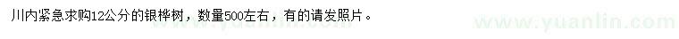 求購12公分銀樺樹
