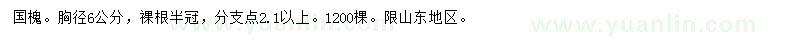 求購6公分國槐