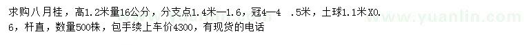 求購高1.2米量16公分八月桂
